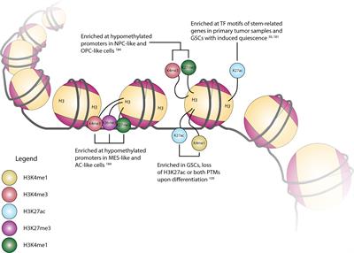 The function of histone methylation and acetylation regulators in GBM pathophysiology